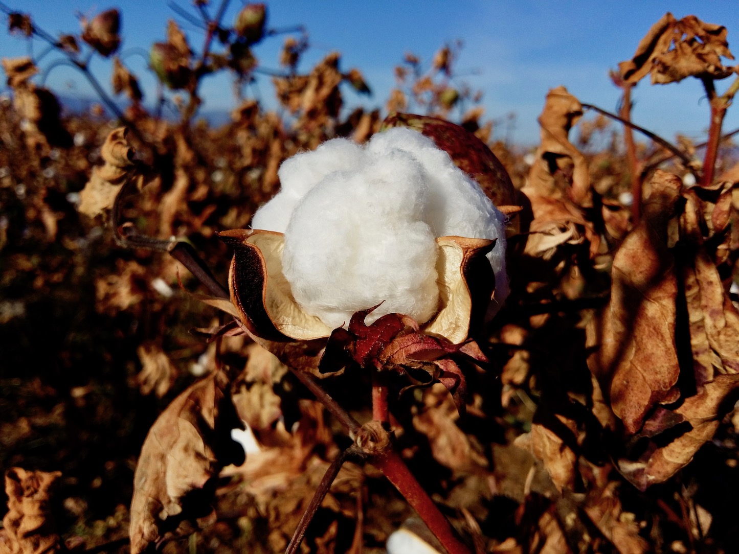 Culture du Coton Bio VS Coton Traditionnel : un moindre mal ?
